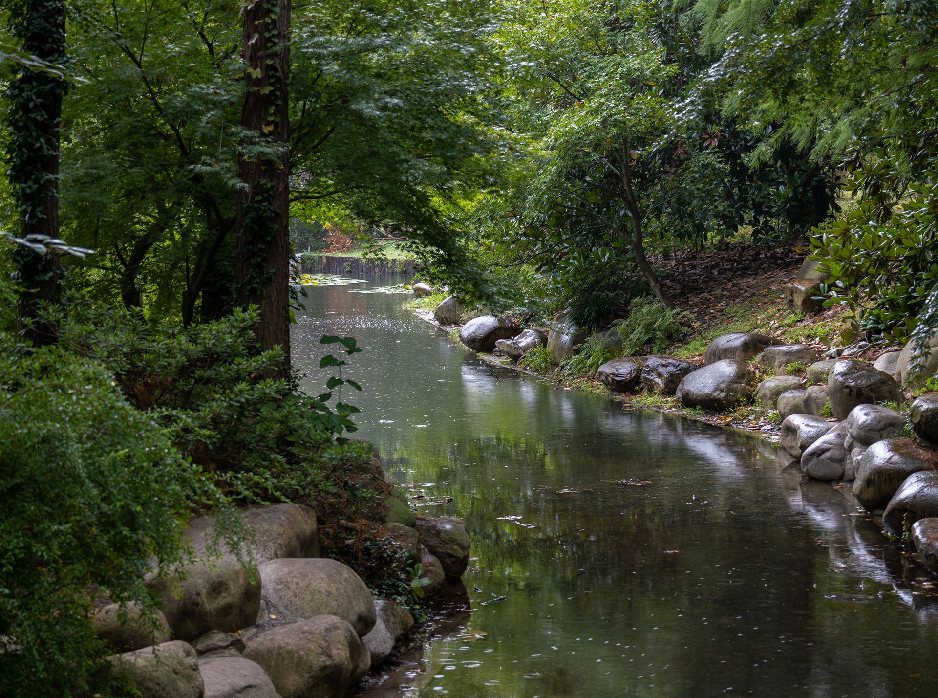 Kostenloses Stock Foto zu bäume, fluss, grün